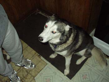 ice strorm and dogs 031