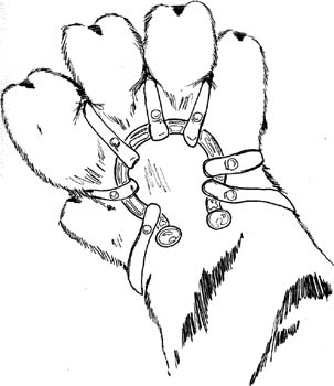 Ringpaw(small)